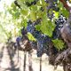 Wine Geek Week: The best of the Veneto and Friuli 7 days/6 nights