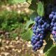Amarone Experience