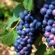 Pinot Noir of Lombardy Wine Tour