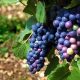 Pinot Noir of Lombardy Wine Tour
