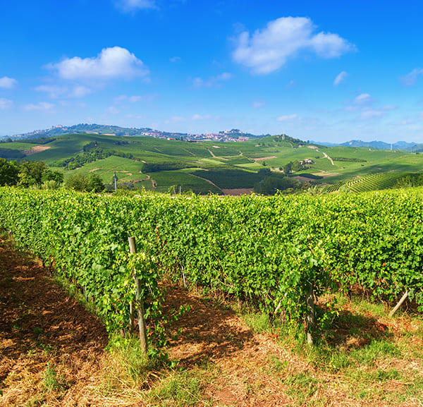 White Wines of Piedmont Tour